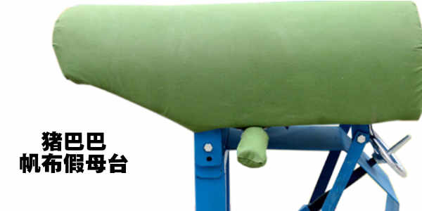 猪巴巴：人工授精中的精液如何采集？