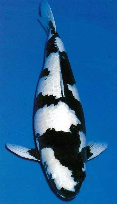 养观赏鱼小知识大全,养观赏鱼知识大全