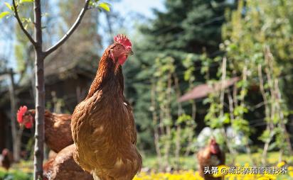 鸡啄鸡尾巴的原因及防治方法,鸡啄羽毛吃怎么回事