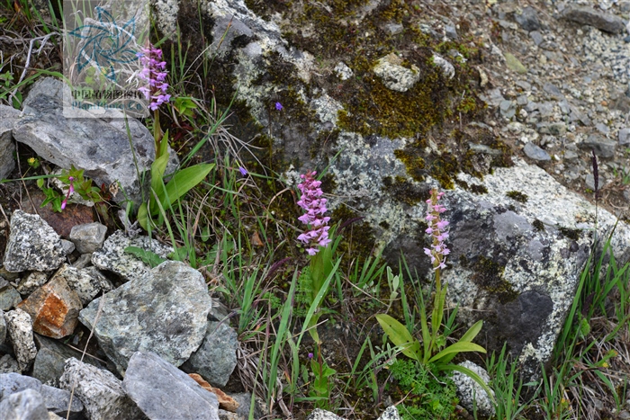 手参，见过吗？能肾益精，理气止痛