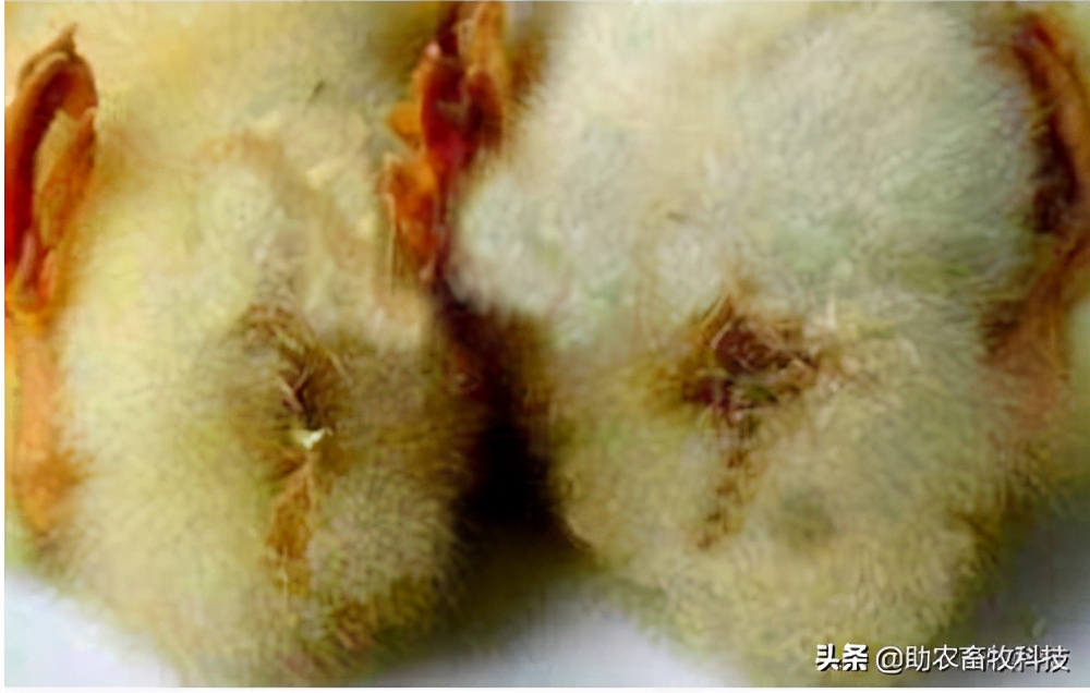 鹅肠道病的症状与治疗,快速判断鹅病的四种方法