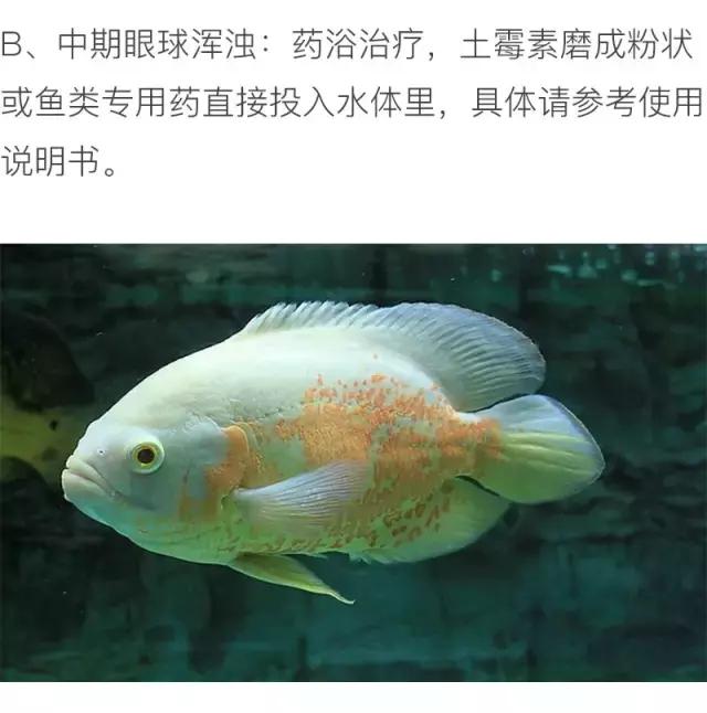 养地图鱼的正确方法,如何养好地图鱼