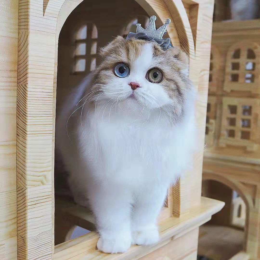 铲屎官无论有多穷，只要在这三方面舍得花钱，猫咪会越来越健康！