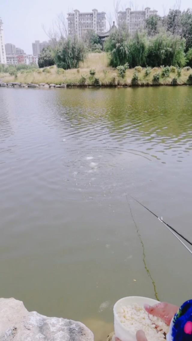 钓鱼最经典的几个配方是什么,钓鱼民间配方书