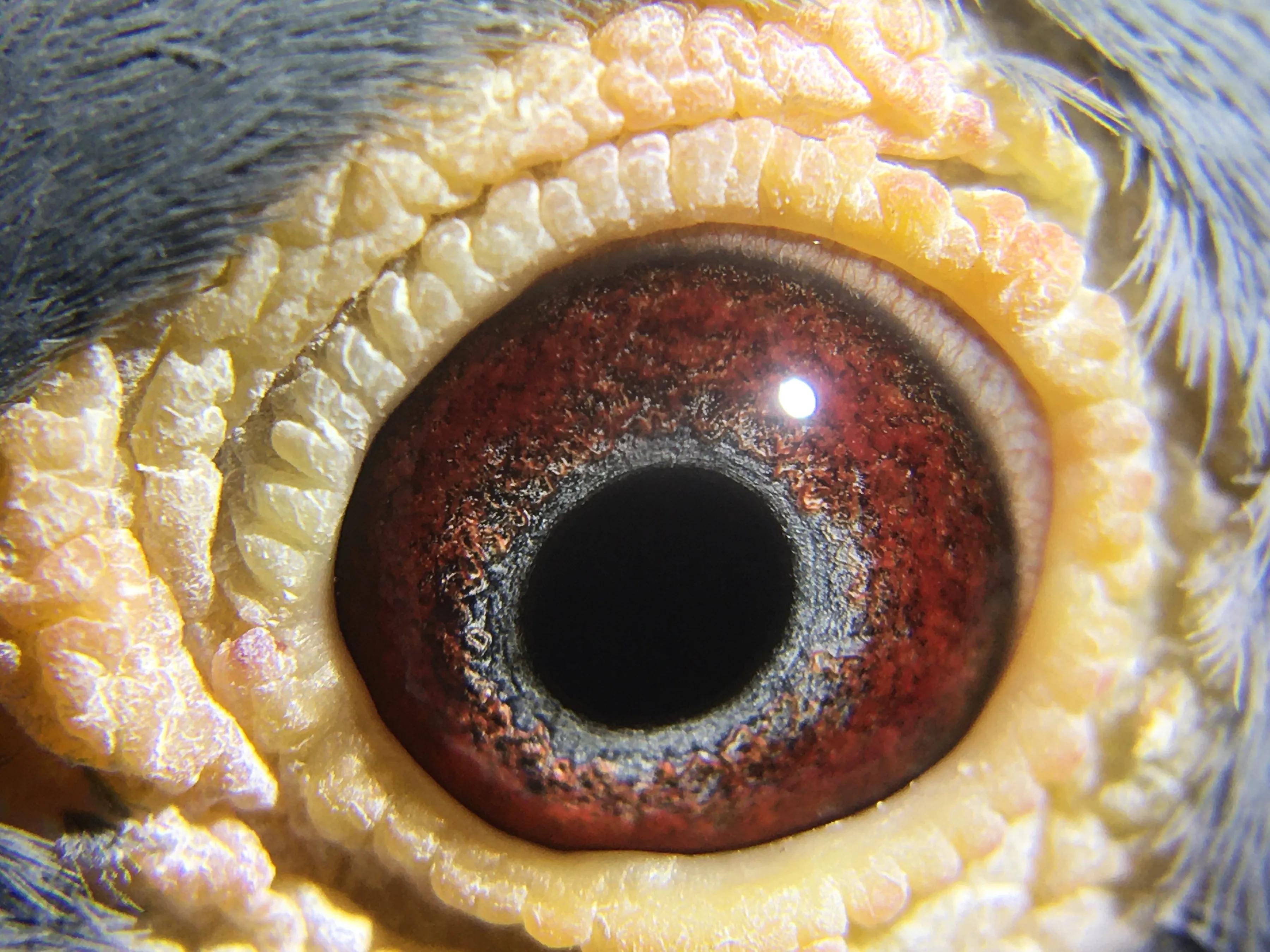 2021年公棚迟归鸽多少钱一只,公棚迟归鸽怎么配