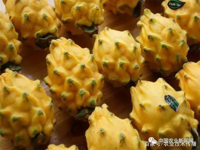 火龙果冬季浇水的正确方法,火龙果冬季修剪的正确方法