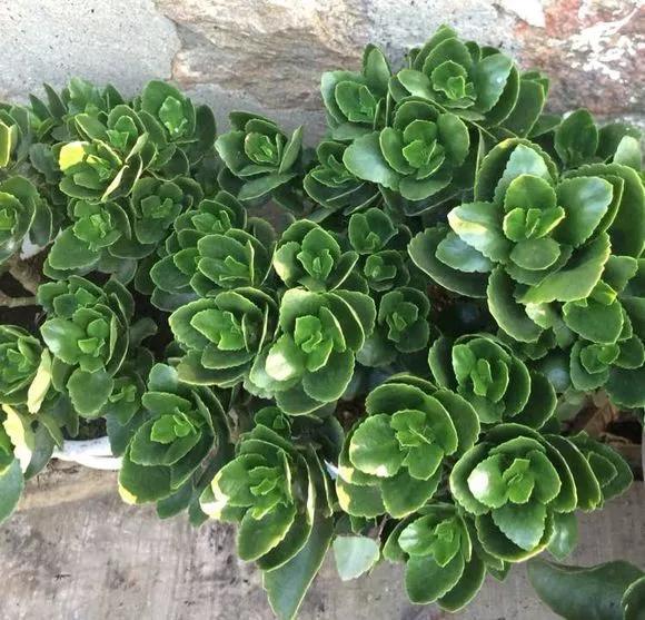 这3种花随便扦插好成活夏天疯长,常见花卉的扦插大法