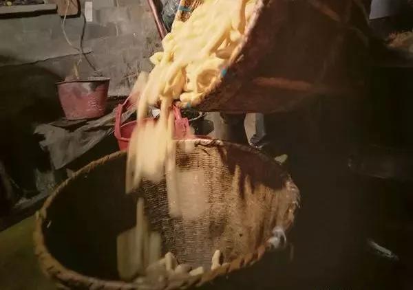 “满腹经纶”的豆参是怎样炼成的?