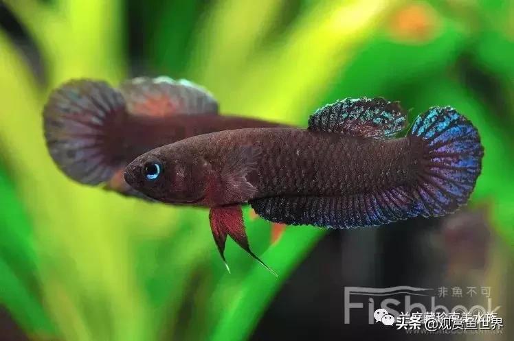 寻找黑暗世界的女神──帕斯风斗鱼