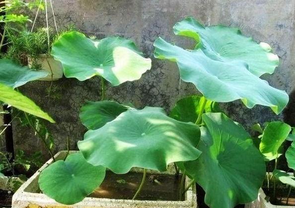 室内养花种菜工具箱,用泡沫箱可以做厨余垃圾堆肥水吗