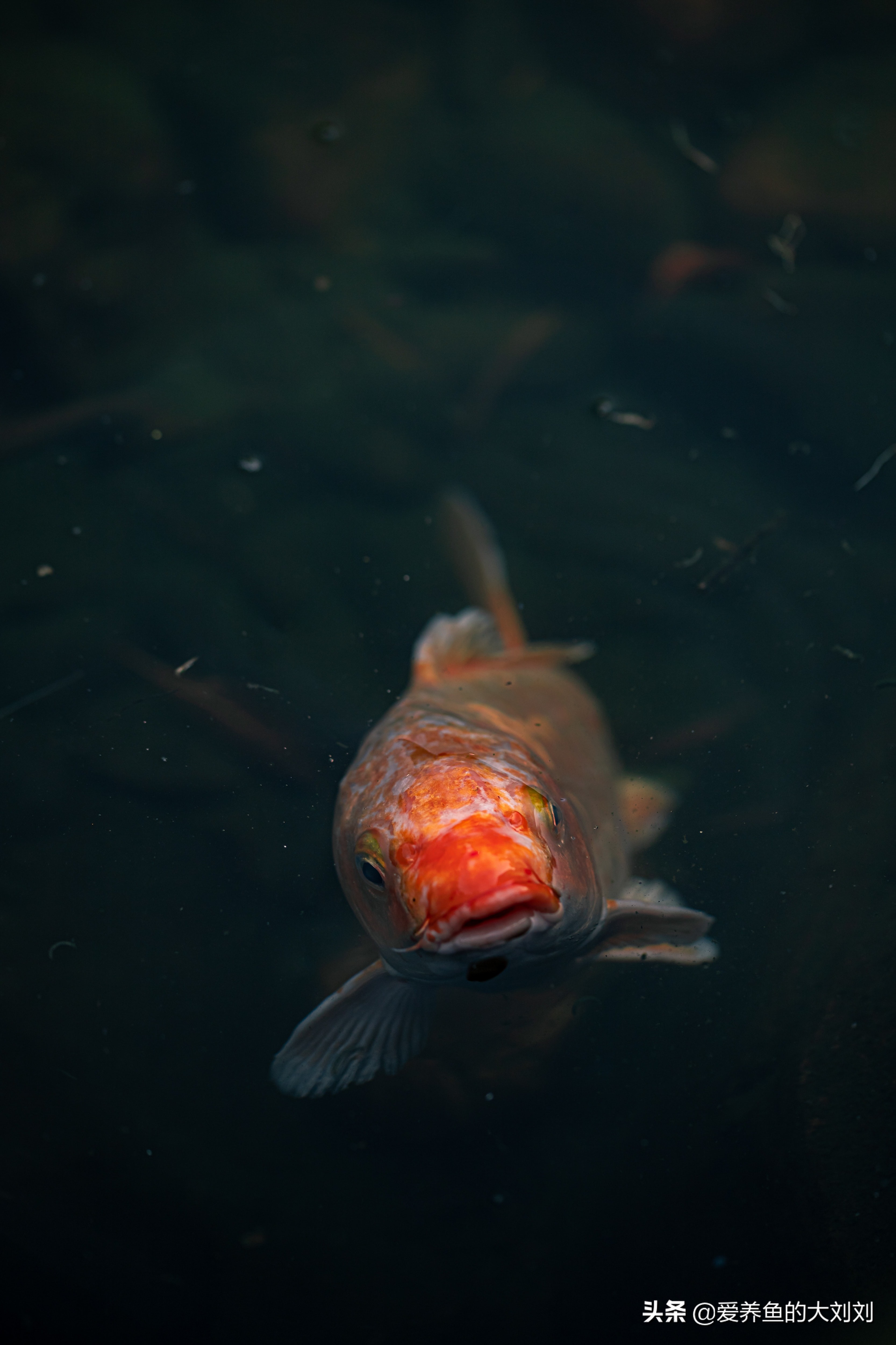 螺旋藻和胡萝卜哪个胡萝卜素更多,鱼粮增体增色
