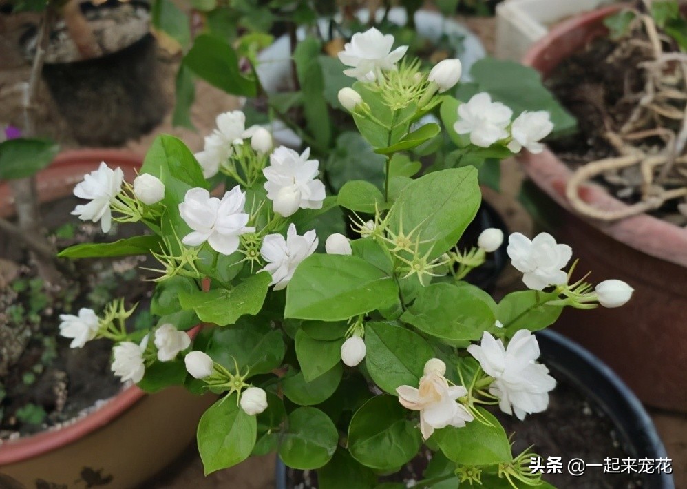 好闻好养适合在卧室养的香水花,哪种香水花最好养