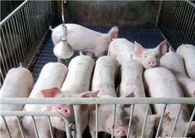 猪厌食拉稀用什么药,猪高烧42度还伴有呕吐有拉稀症状