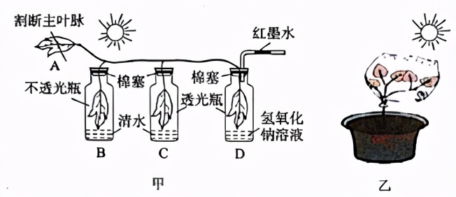 八年级生物中考新突破2024年,生物八年级上册达标测试卷
