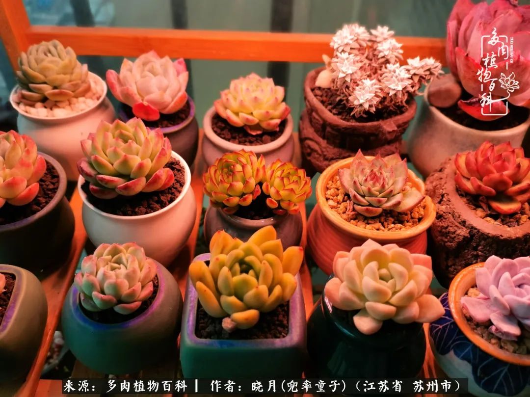 六年时间环游22个国家，却被多肉小萌物征服