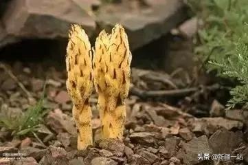 新疆的特殊植物,新疆戈壁上常见的植物