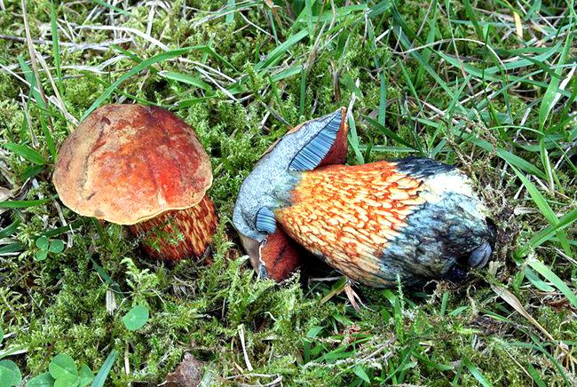 有毒但是很鲜的鱼,有毒但是可以治病的草