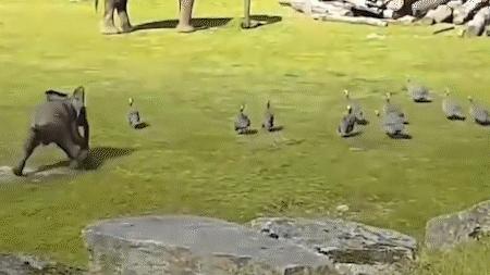 云南小象顽皮,小象宝宝为什么这么淘气