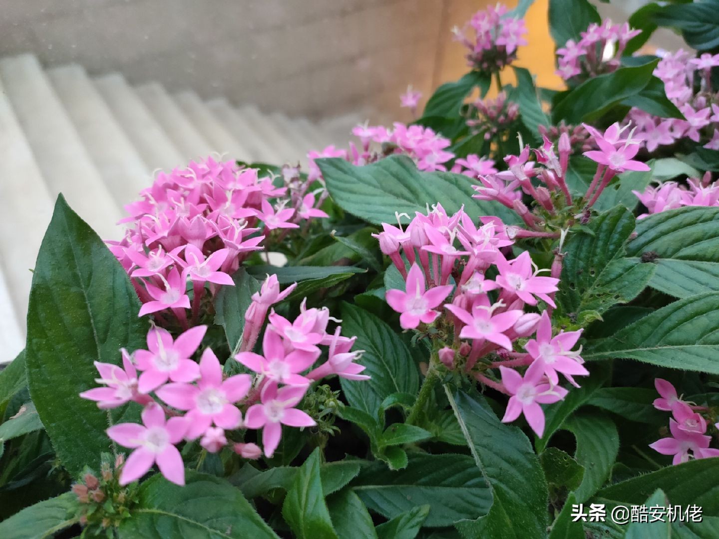 opporenoace4800万有啥优势,opporenoace真的值得入手吗