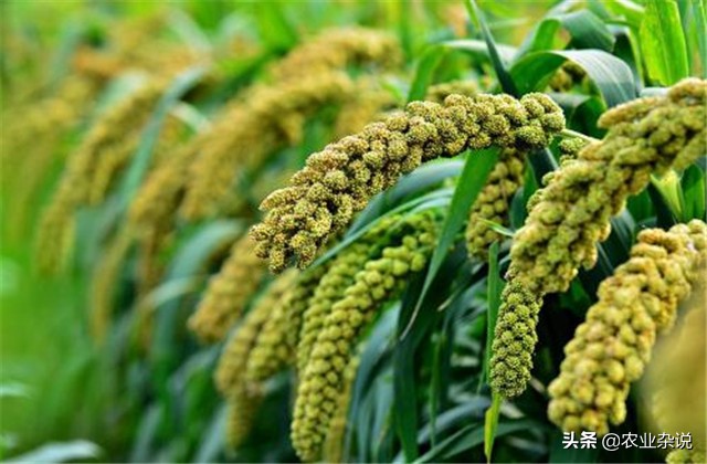 有机稻米的种植方法,有机大米的种植方式