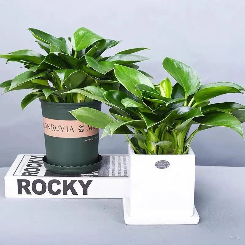 室内清除甲醛的花,吸甲醛又无毒的花