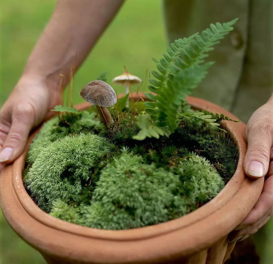 养植物养不活怎么回事,养植物养不活怎么照顾都没用