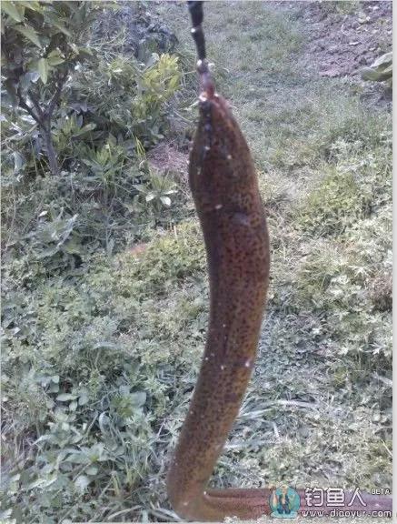 钓黄鳝钓出一条蛇,黄鳝钓法口诀大全