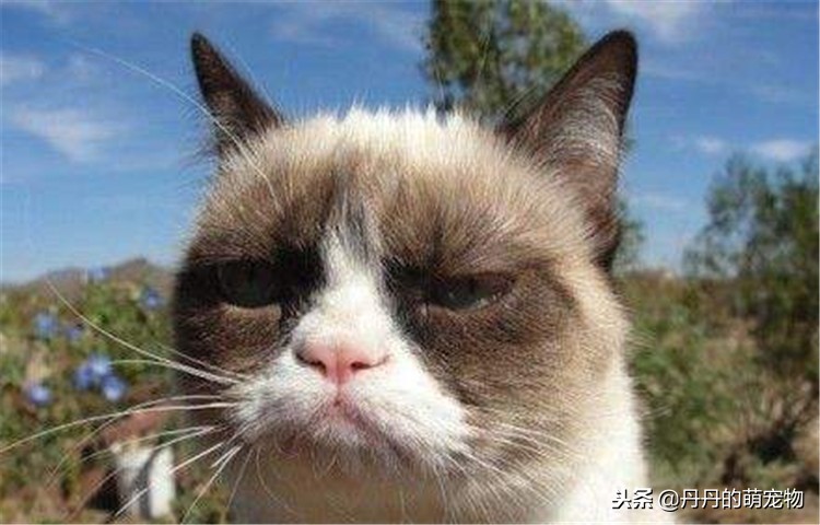 猫咪没胃口怎么办,猫咪没食欲用什么调理