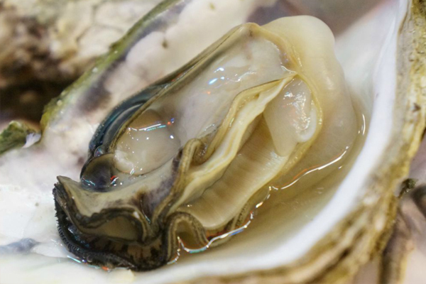 海狗丸男士,男性必备药海狗丸是什么药