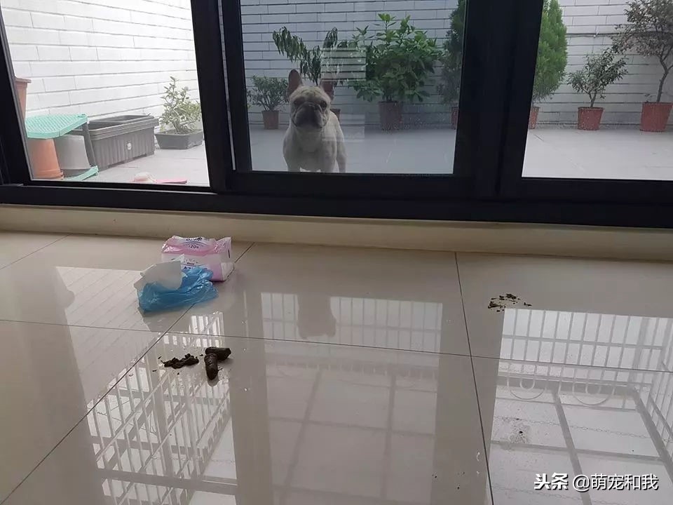 斗牛犬为啥不咬人,斗牛犬怎么不咬人