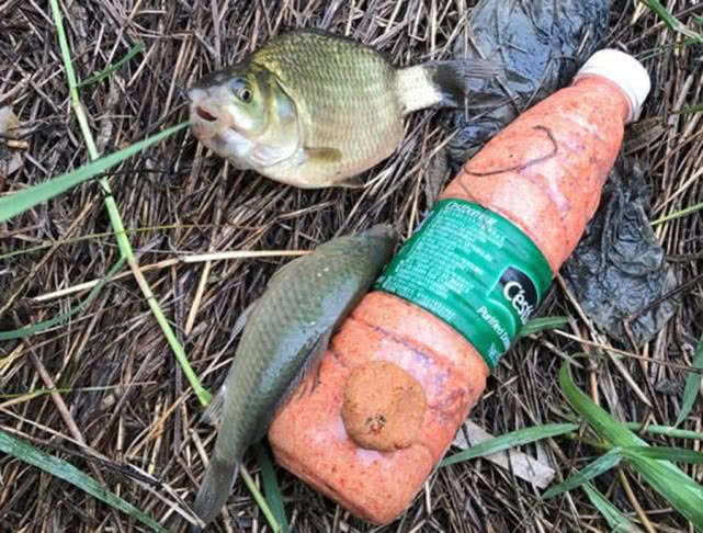 钓的鱼吃起来一股汽油味,鱼身体有柴油味怎么去除