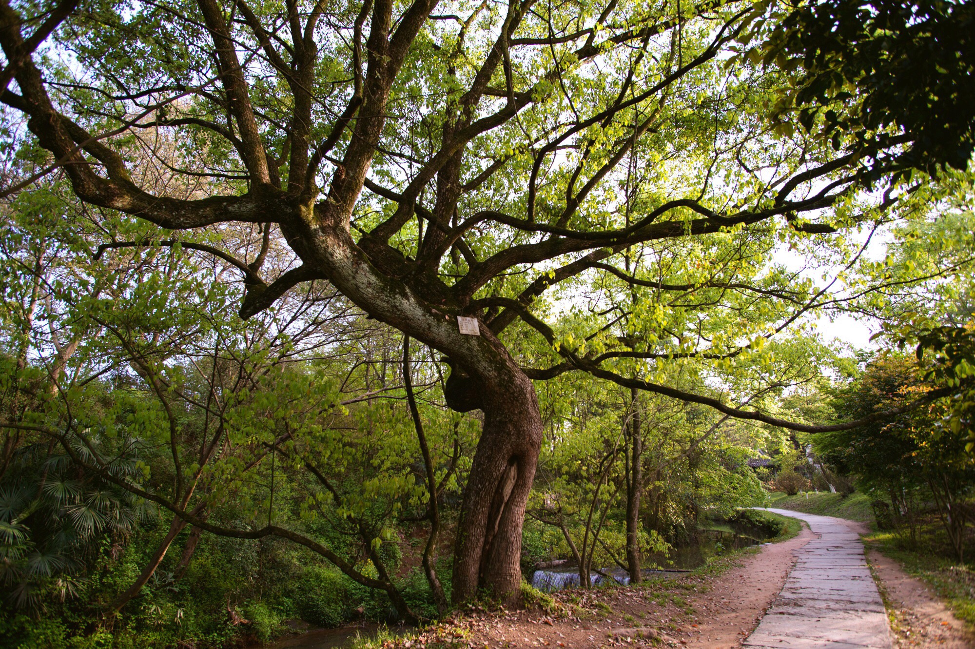 婕闀垮畨浣滃搧,婕鍞愭湞