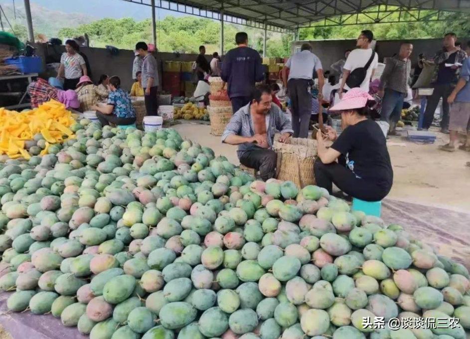 芒果怎么买才正确,怎么购买芒果最好
