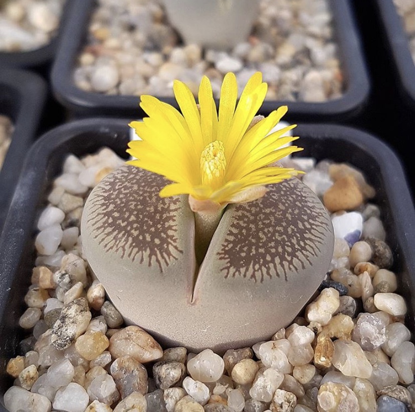 生石花怎么防止化水,生石花僵苗和休眠怎么判断