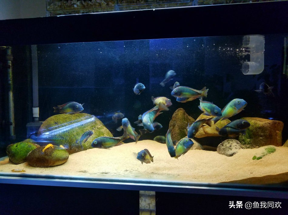 三湖慈鲷颜色变淡什么原因,三湖慈鲷底砂粪便怎么处理