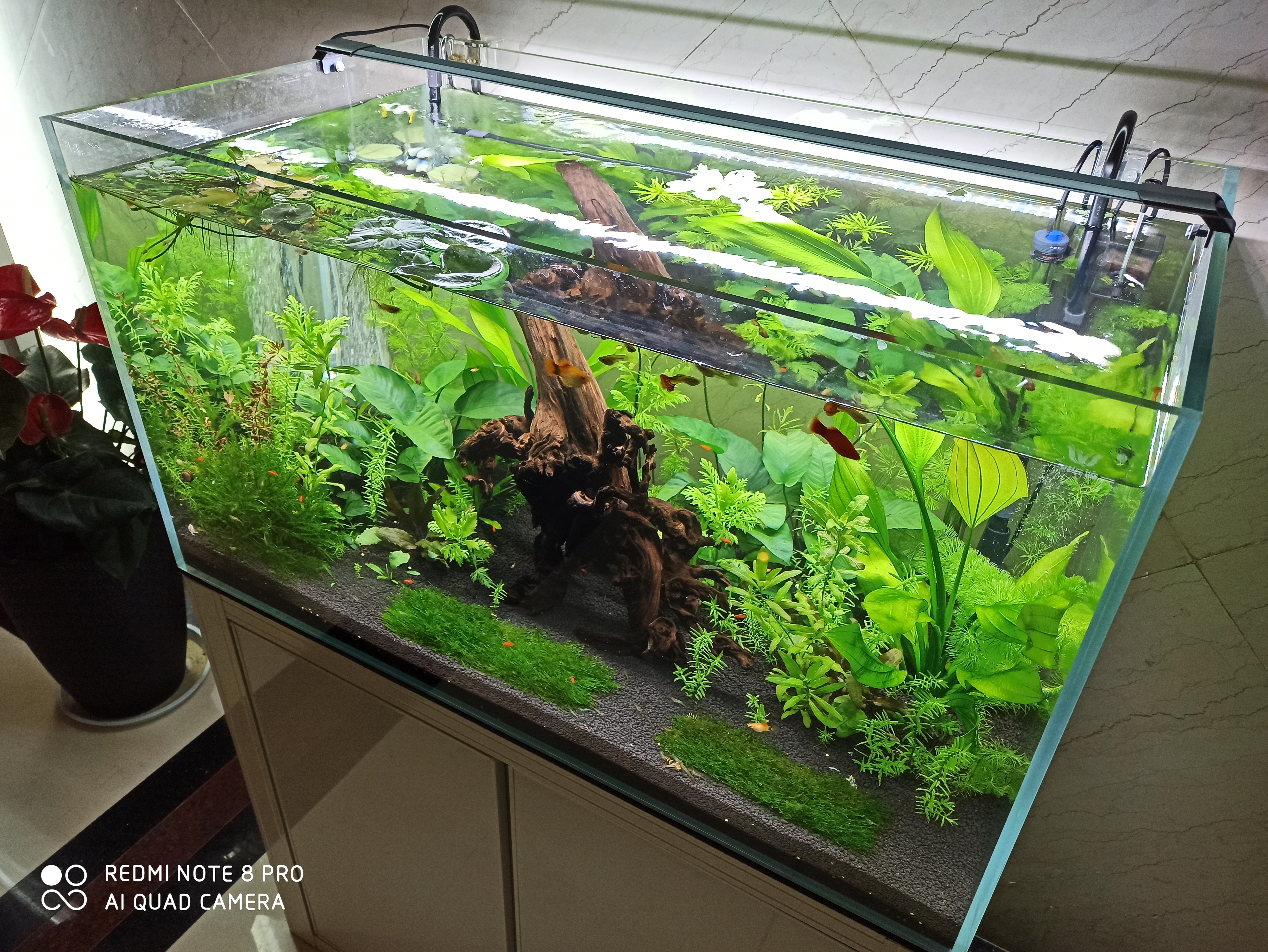 哪种小型鱼缸最好养,鱼缸养什么比较好看