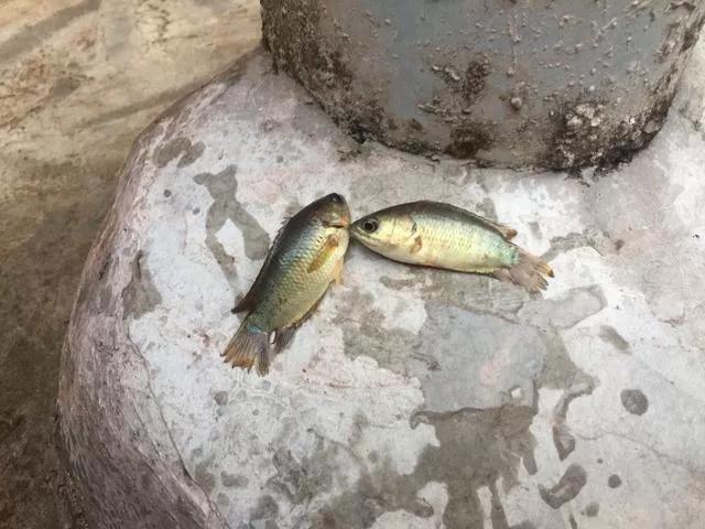 美味但少有人吃，有着强悍的“鱼生”，却被钓鱼人叫成“过街鼠”