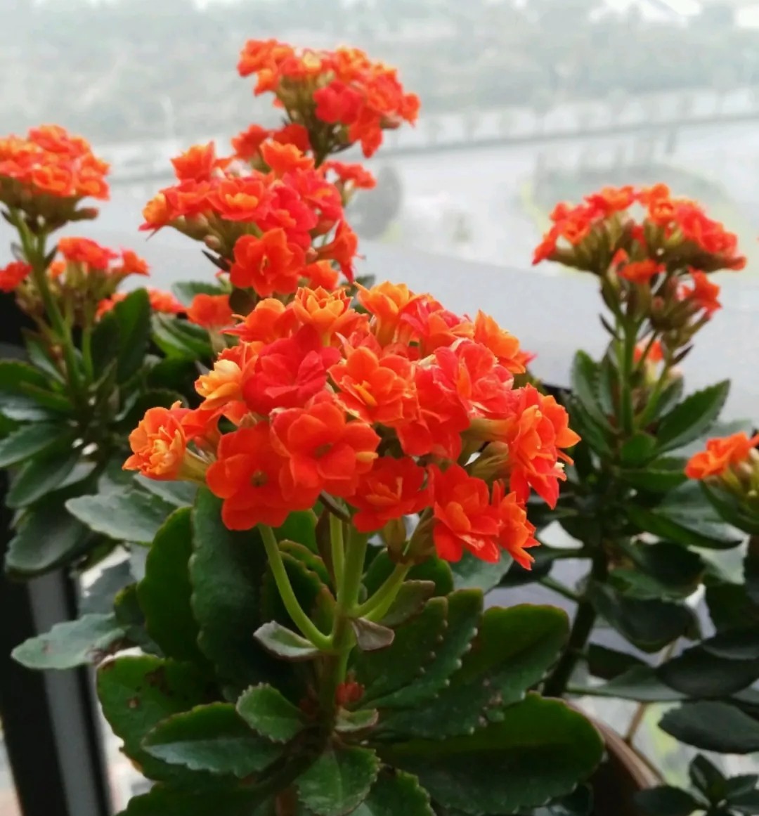 长寿花单瓣品种大全,长寿花100种颜色图片