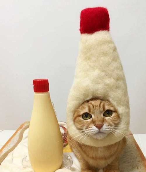 铲屎官帮猫咪做猫咪拖鞋,铲屎官给猫咪的衣服上装了荧光棒