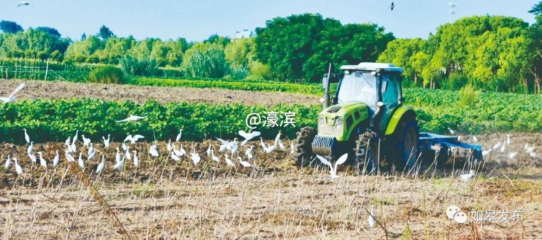 什么是如皋蝶尾,如皋的特点