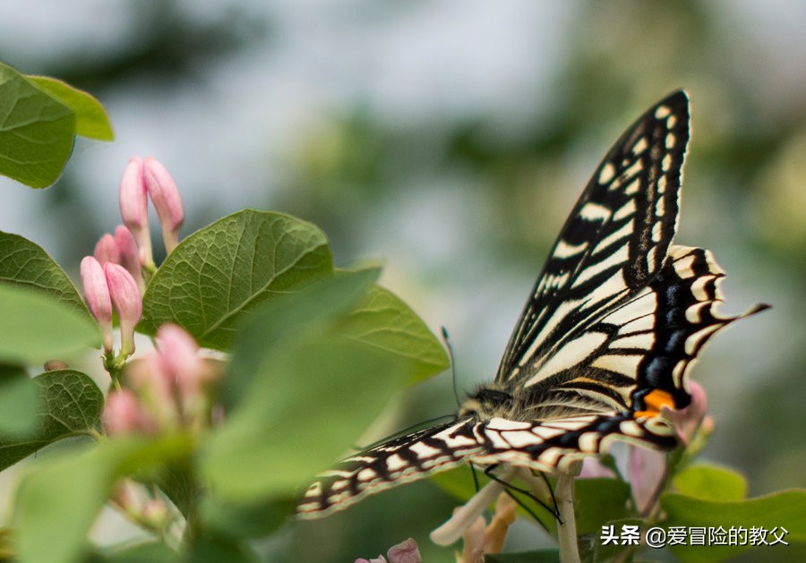 尼康501.4g深度测评,尼康581.4