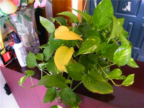 金钻绿萝喜光还是喜阴,大叶绿萝是喜光植物吗