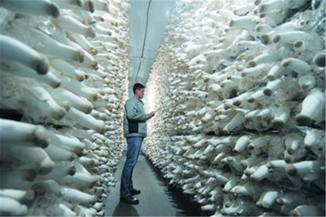 杏鲍菇工厂化栽培技术,杏鲍菇工厂化栽培全过程