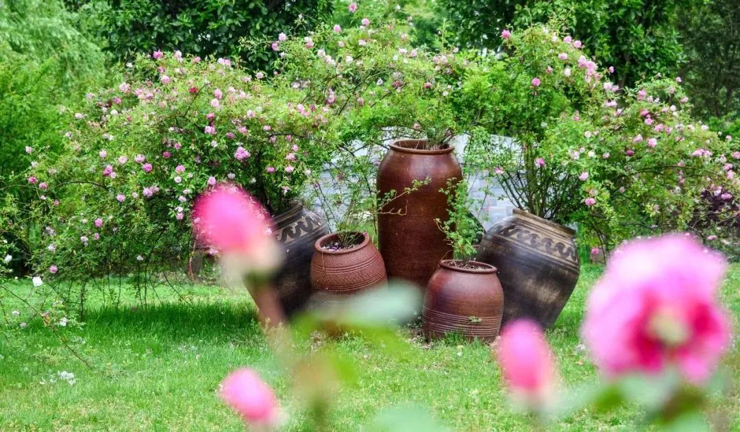 鹅湖玫瑰园花期,鹅湖玫瑰园美篇