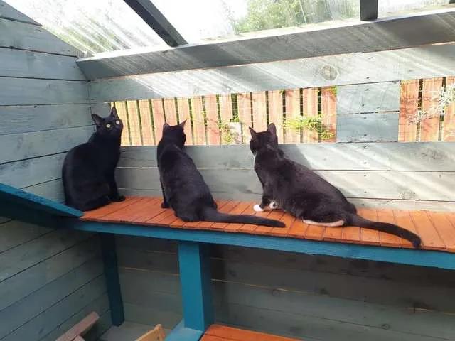 拥有“私家园林”，游遍世界各地，这些猫咪的生活太让人羡慕了吧