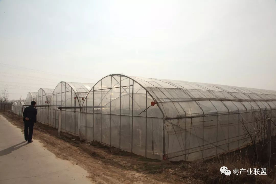 冬枣膨果时间和方法,冬枣钢架棚扣棚时间