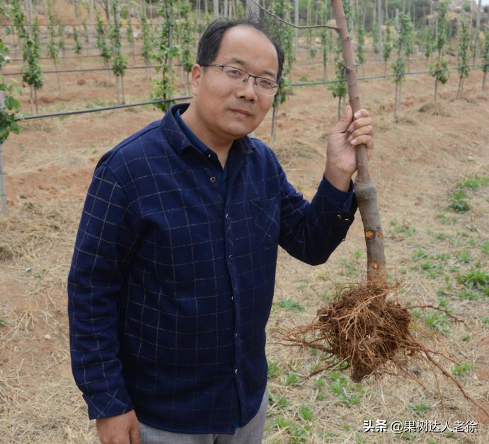 苹果矮化栽培管理,苹果矮化栽培的原理