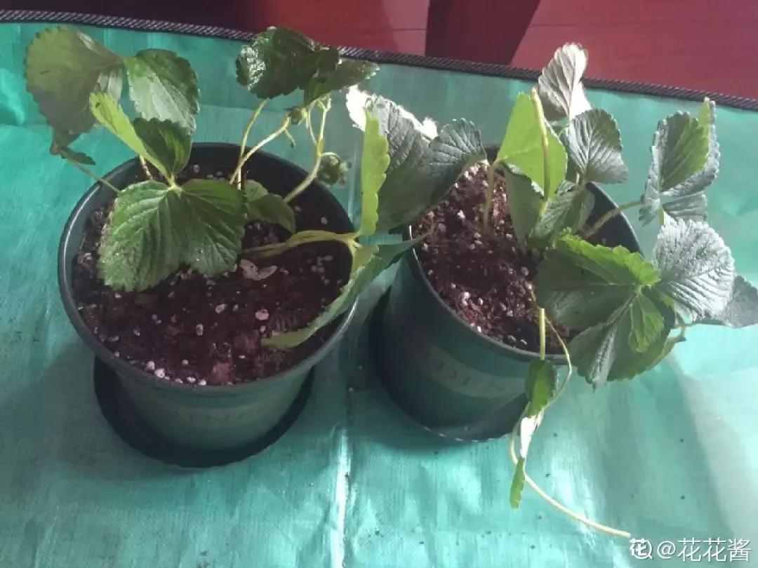 一根枝插土里就能成活的果树,大树枝直接插土里能活吗