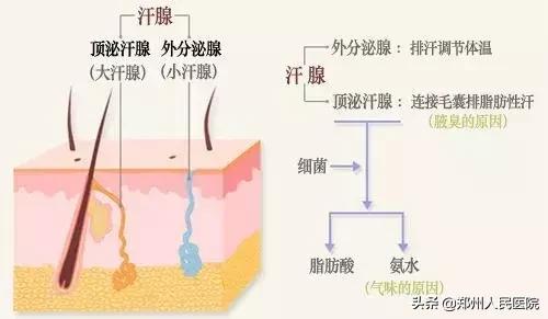 对味道敏感的人怎么办,对味道特别敏感的人真的很崩溃