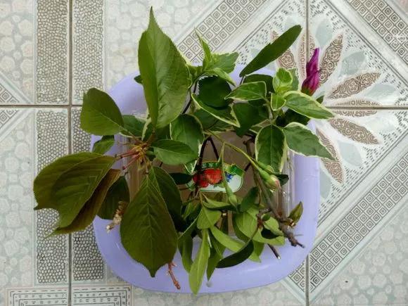 已经腐烂的柳树皮养花怎样用,柳树皮直接放盆土养花